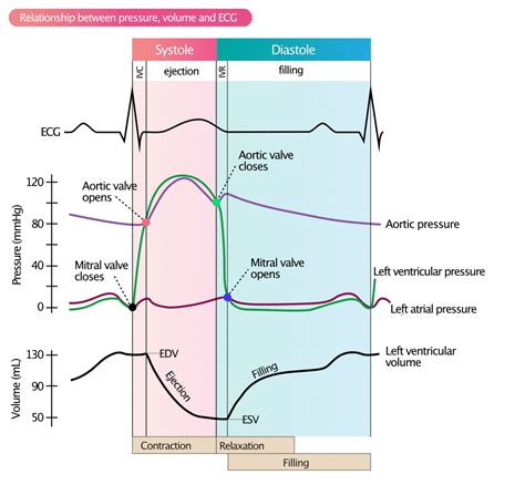 lv pressure systole diastole|elevated lv end diastolic pressure.